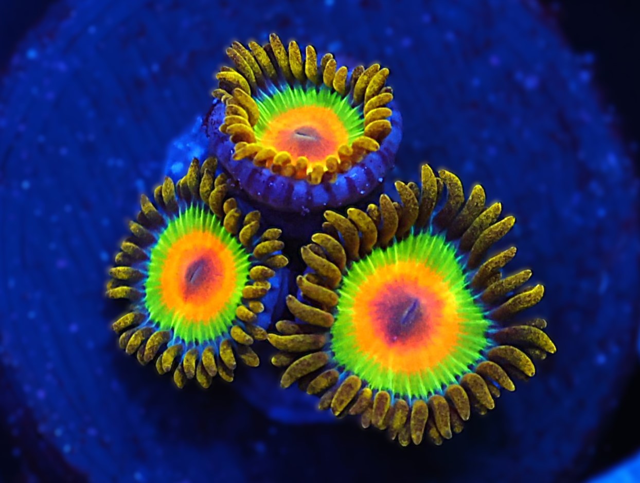 ICAZO740AC - SDC Rasta Zoa