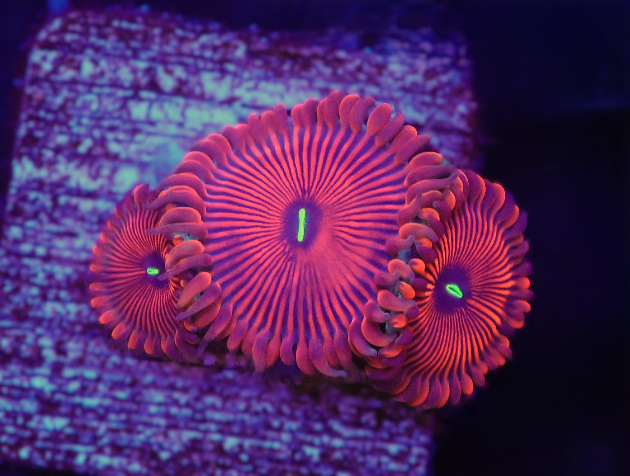 ICAZO755AC - SDC Red People Eater Zoa