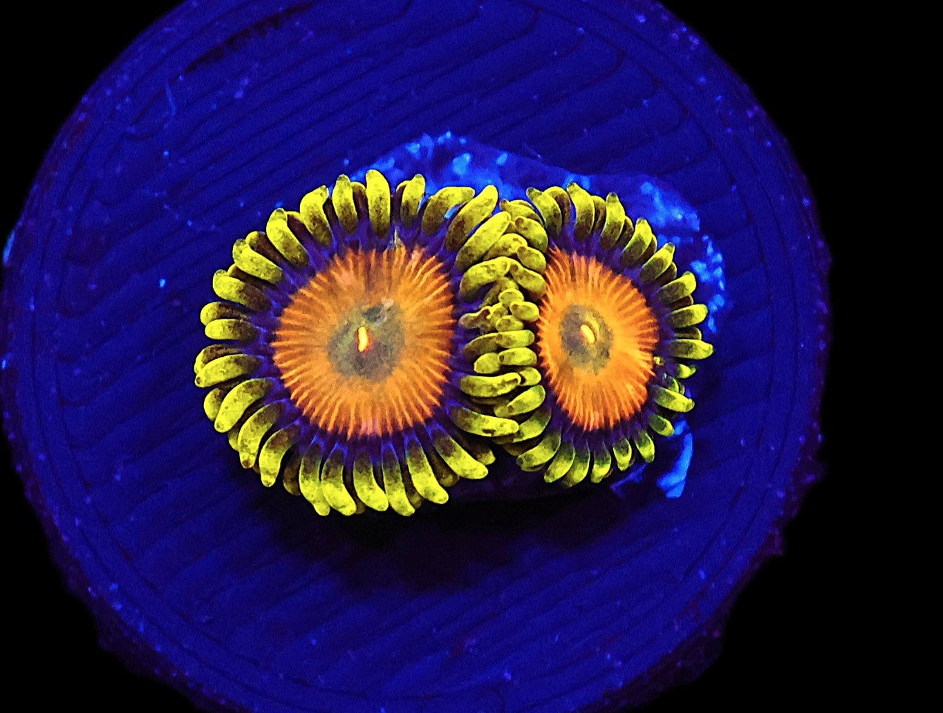 ICAZO815AC - SDC Sponge Bob Zoa