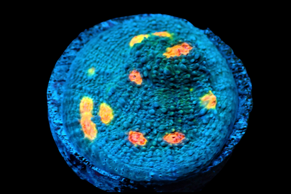 SDC Miami Hurricane Chalice Cu