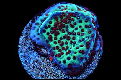 SDC Jedi MindTrick Monti Cult