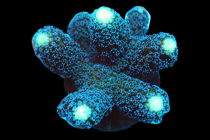 SDC Purple Milka Stylo Cult