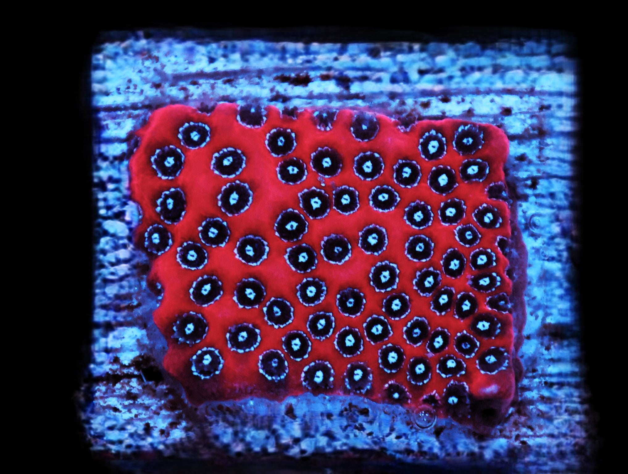 SDC Darth Maul Porites