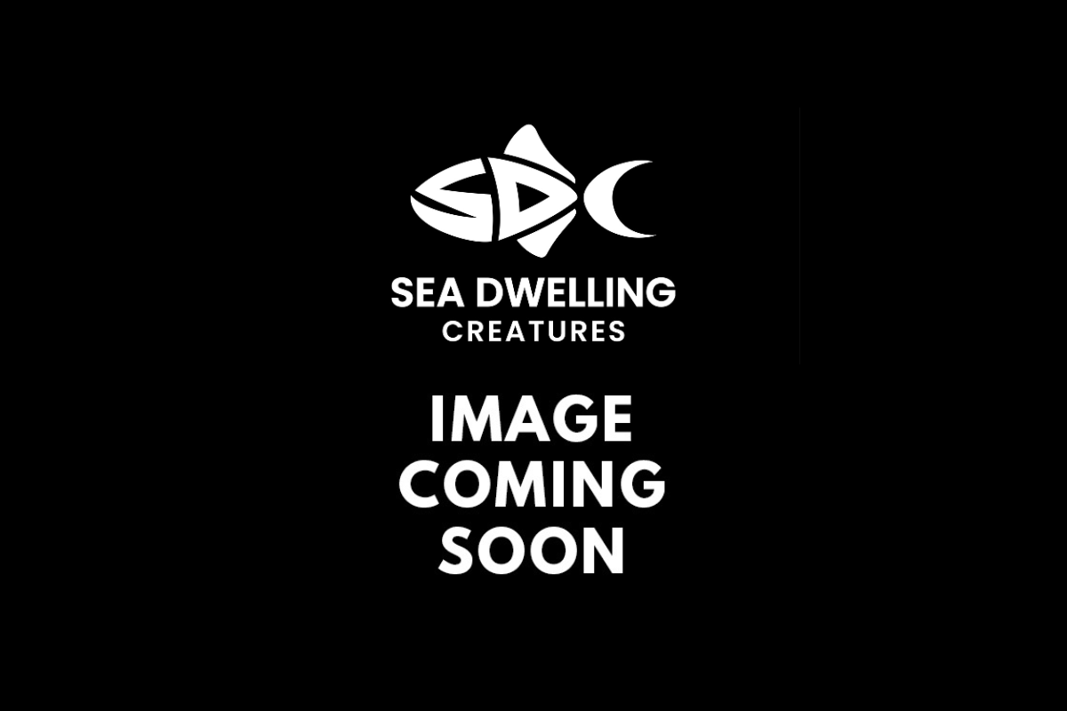 Cyph Rivlaas SDC Asst. Color Cyph Cult – Sea Dwelling Creatures