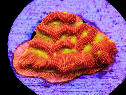 SDC Jack-O-Lantern Leptoseris