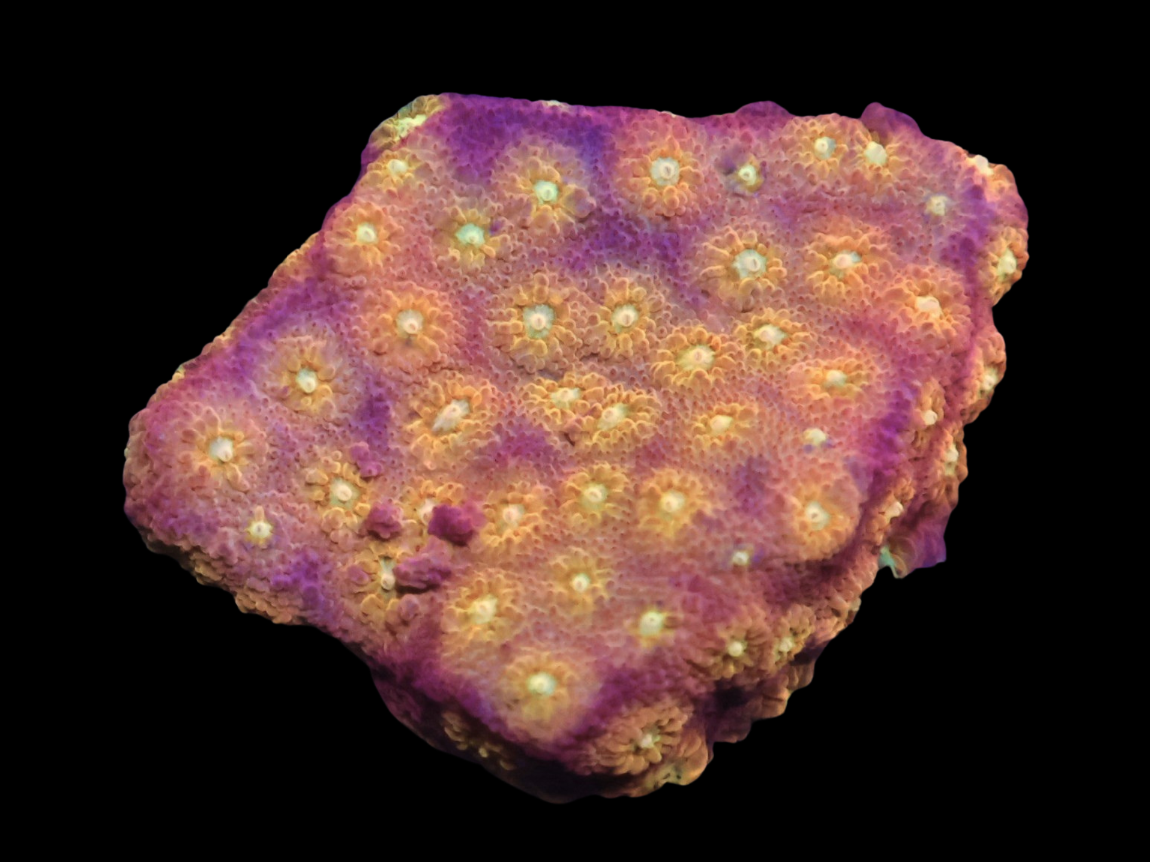 SDC Nutter Butter Cyphastrea