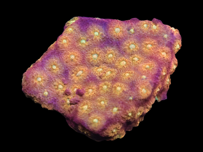 SDC Nutter Butter Cyphastrea