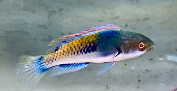 Purple Scale Fairy Wrasse: Male