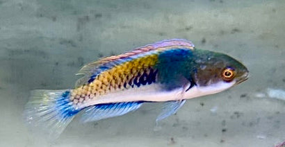 Purple Scale Fairy Wrasse: Male