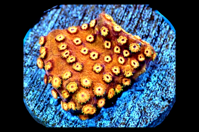 SDC Pumpkin Patch Cyph Cult