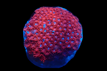 SDC Red Super Bernardpora Cult