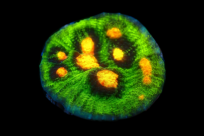 SDC Raja Rampage Chalice Cult