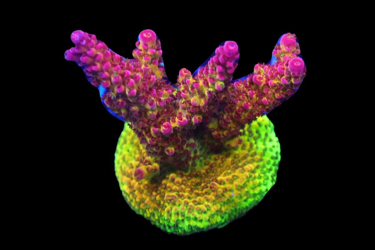 SDC Rainbow Rommels Acro Cult – Sea Dwelling Creatures