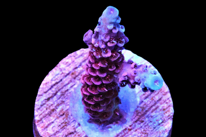 SDC Blue Raspberry Acro Mille