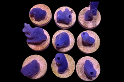 SDC Blue Sponge (Photosynthetic)