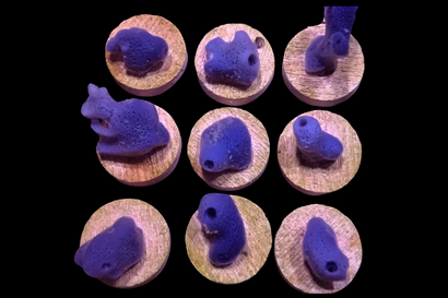 SDC Blue Sponge (Photosynthetic)