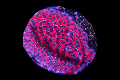 SDC Darth Maul Porites