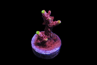 SDC Fox Flame Acro Cult