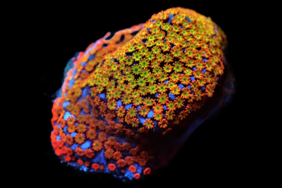 SDC Fruity Pebbles Monti Cult