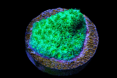 SDC Green Leptastrea Cult