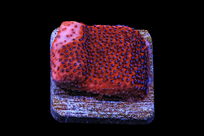 SDC Mystic Sunset Monti Cult