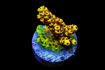 SDC Pink Floyd Acropora