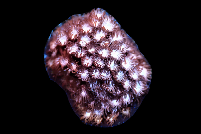 SDC Pink Hibiscus Cyph Cult