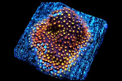 SDC Rainbow Styloc Cult