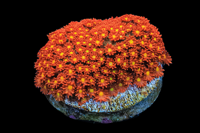 SDC Rainbow Bernardpora Cult