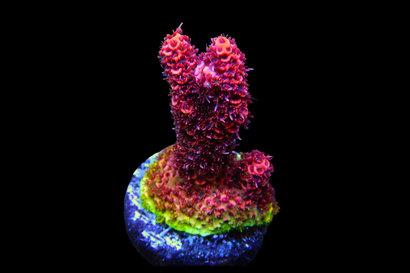 SDC Rasberry Acro Mille Cult