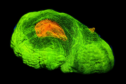 SDC Space Invader Pectina