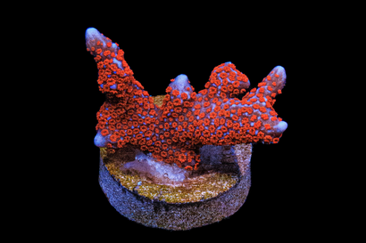 SDC Superman Monti Digi Cult