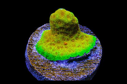 SDC Teq Sunrise Psamma Cult