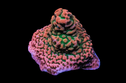 SDC Tropic Thunder Monti Cult