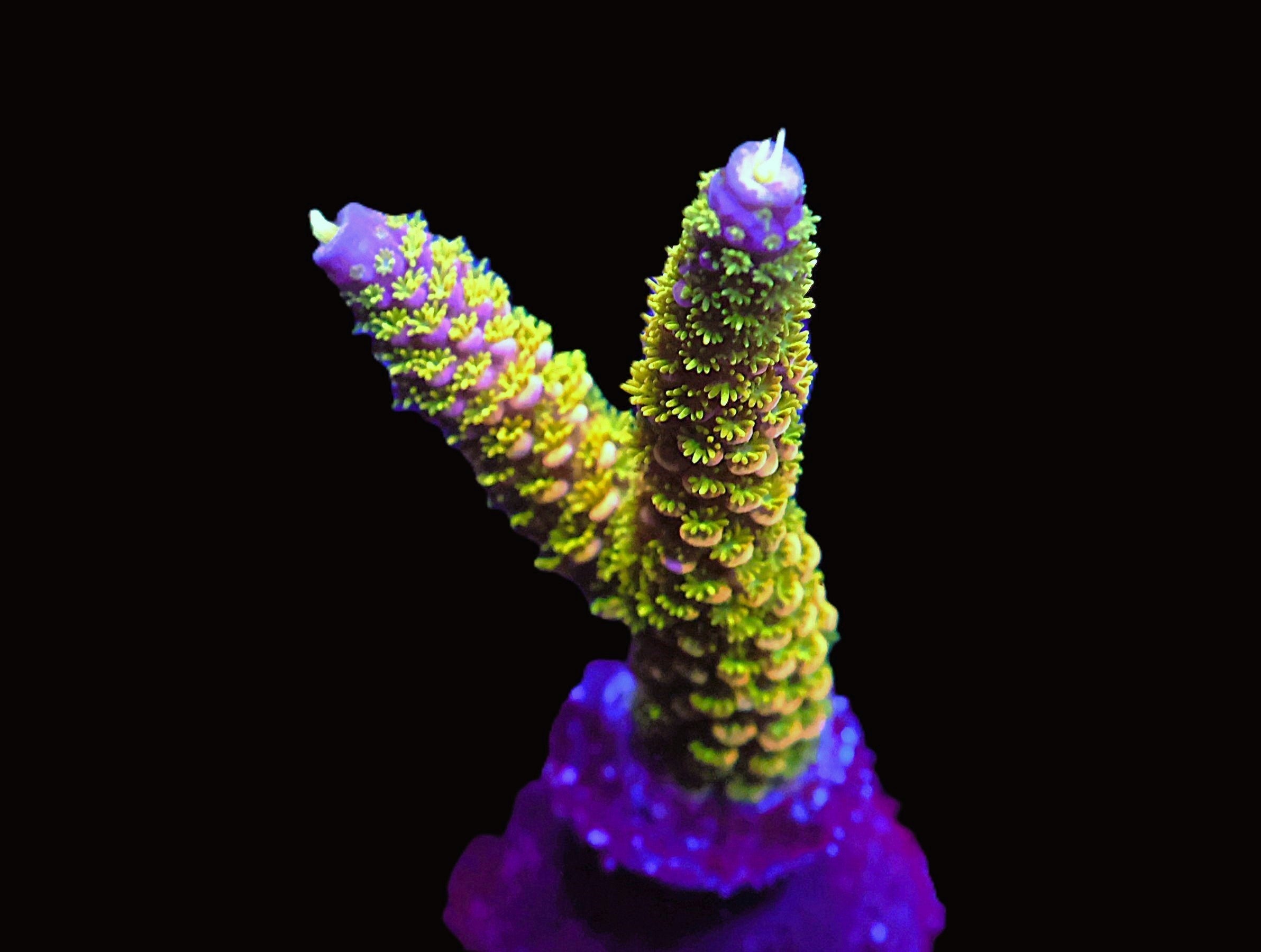SDC Banana Slug Acro
