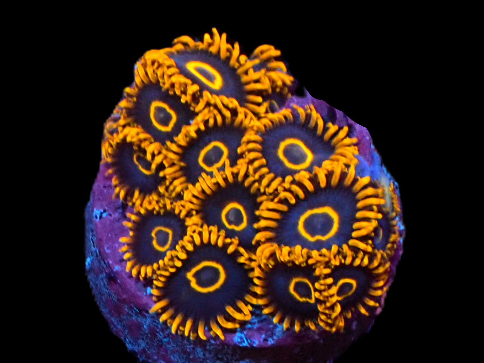 SDC Black Hornet Zoa