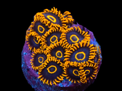 SDC Black Hornet Zoa