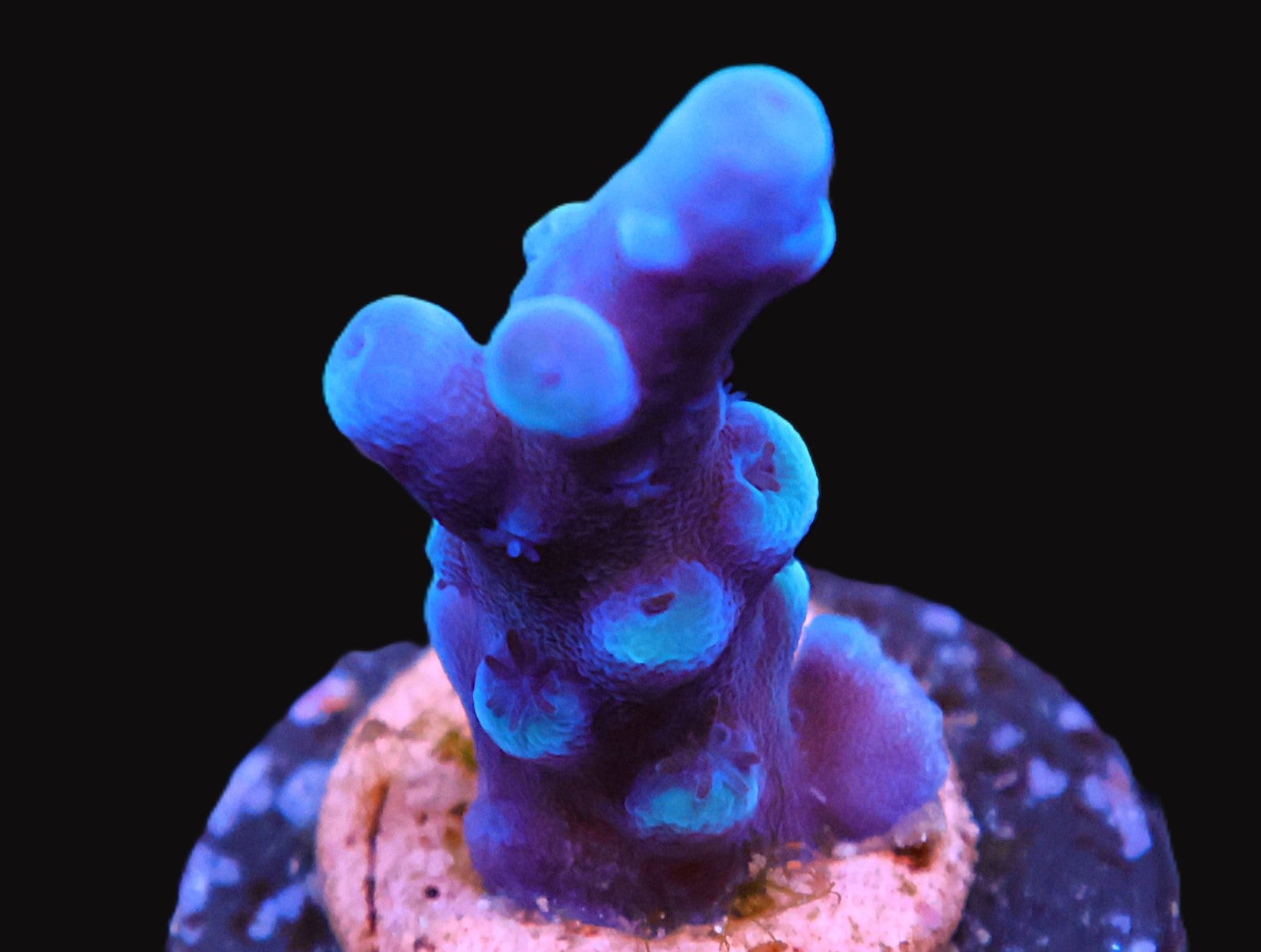 SDC Blue Oregon Tort Acro