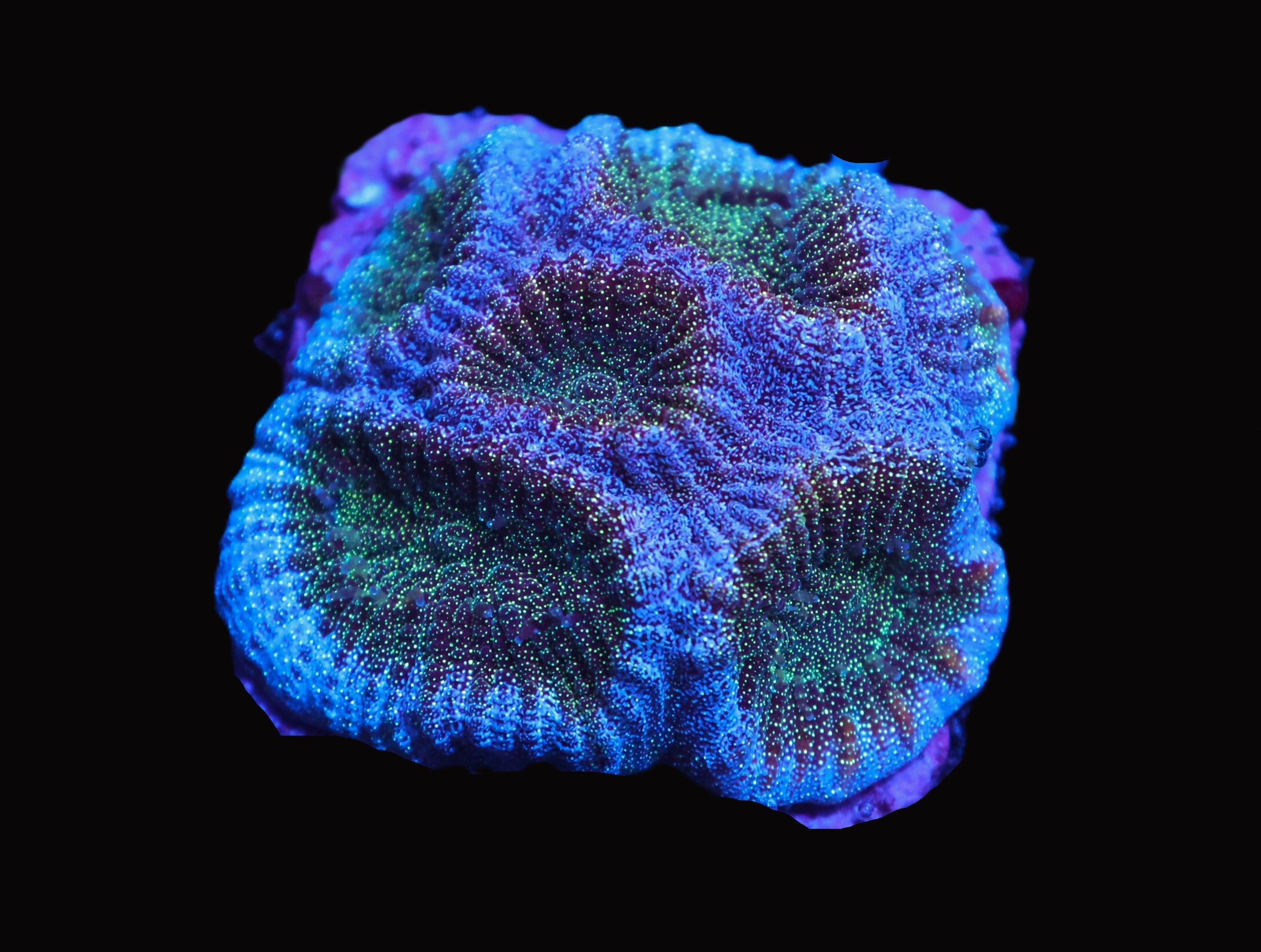 SDC Blue Skull Favia