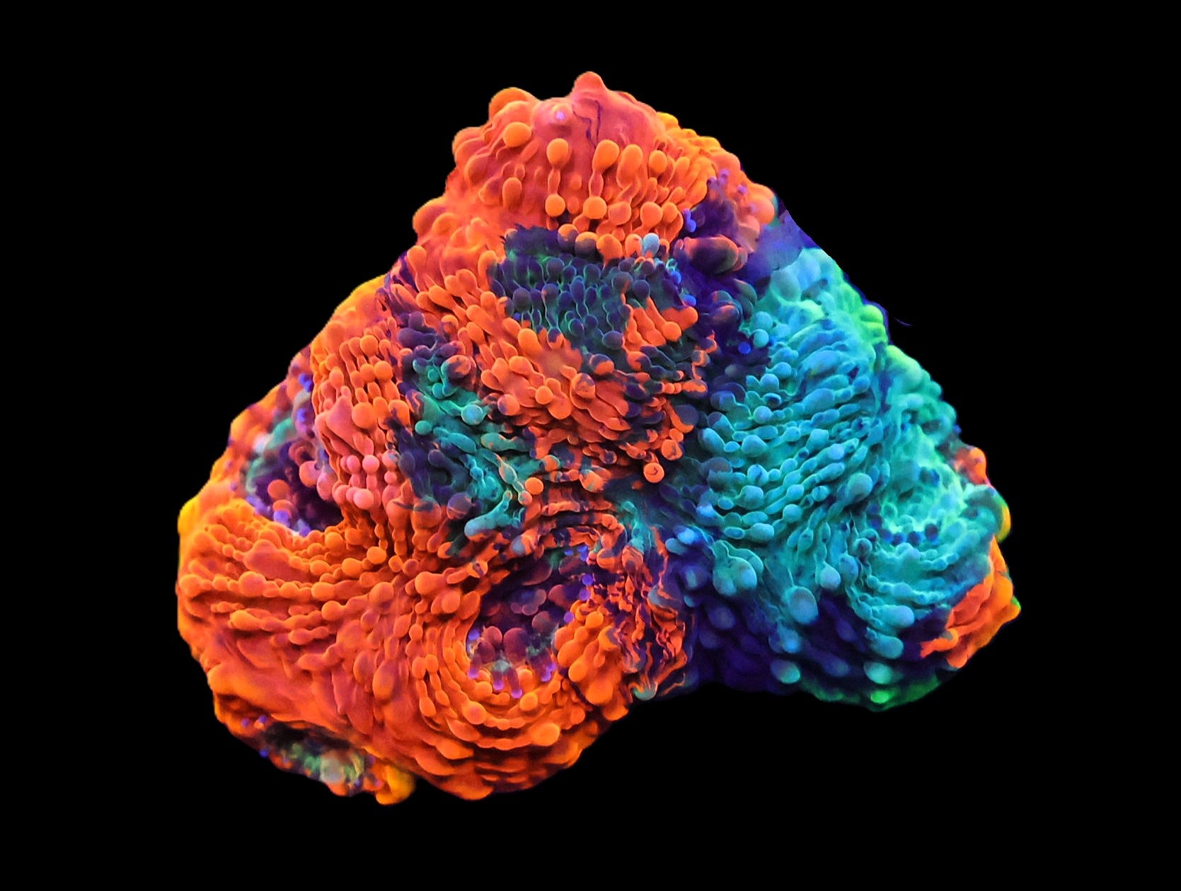 SDC Cheeto Dust Acan Echinata