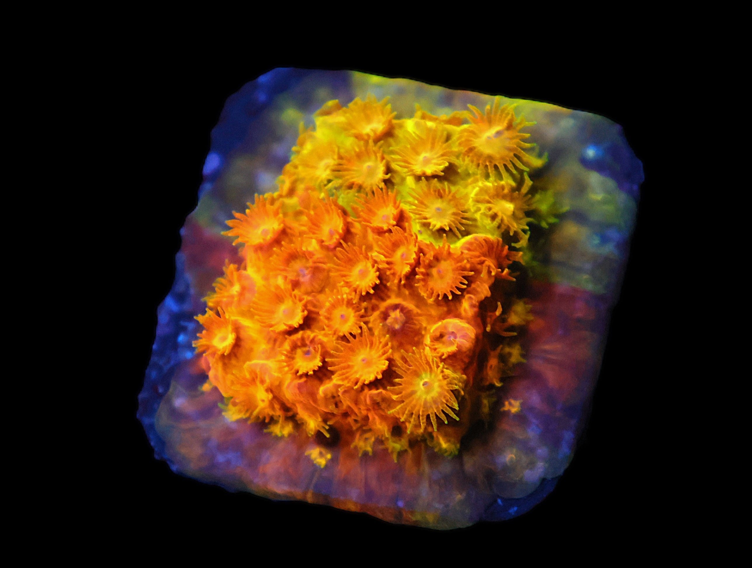 SDC Citrus Swirl Cyphastrea