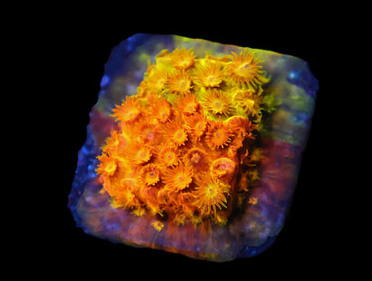 SDC Citrus Swirl Cyphastrea