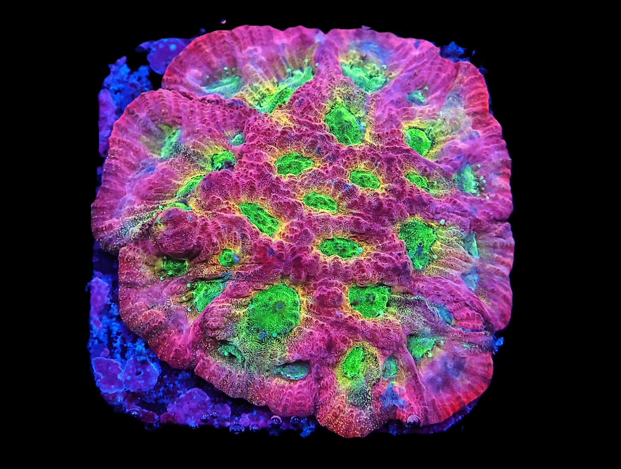 SDC Dayglo Favites