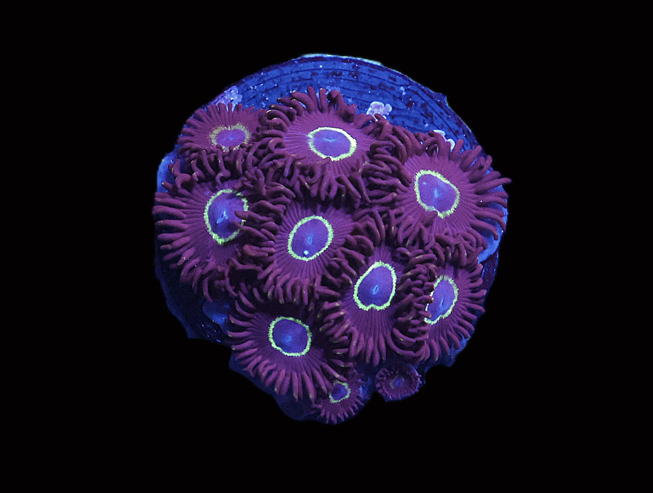 SDC Graphite Hornet Zoa