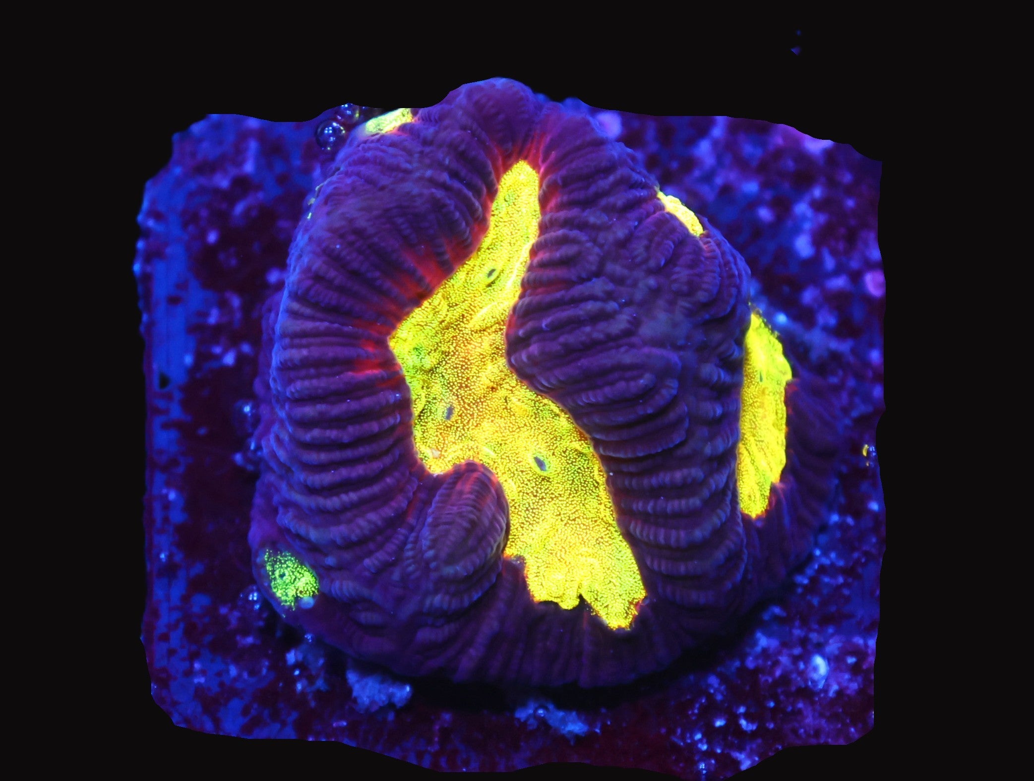 SDC Lightning Storm Platy