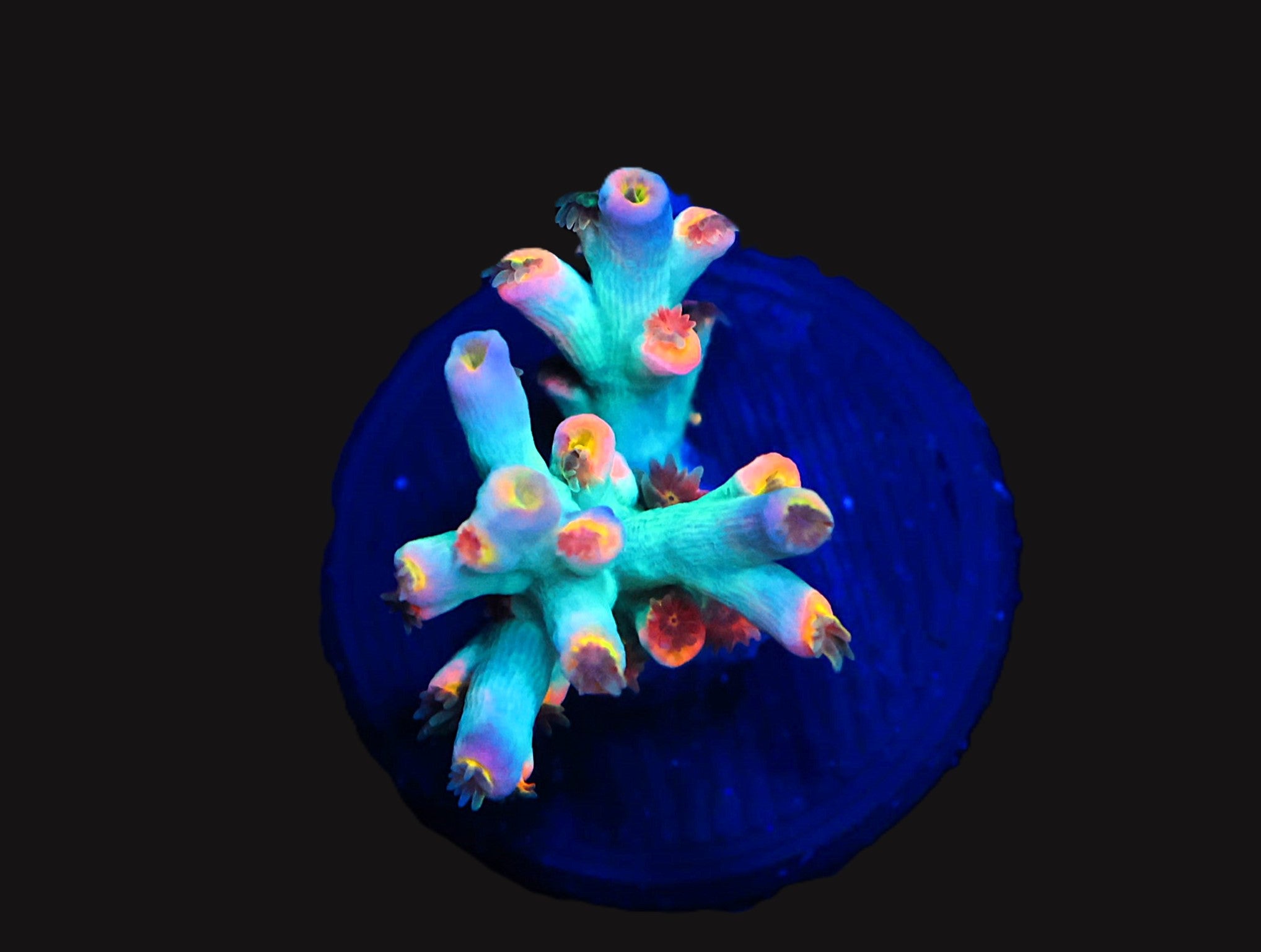 SDC Minty Bliss Speciosa Acro