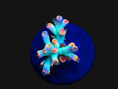 SDC Minty Bliss Speciosa Acro