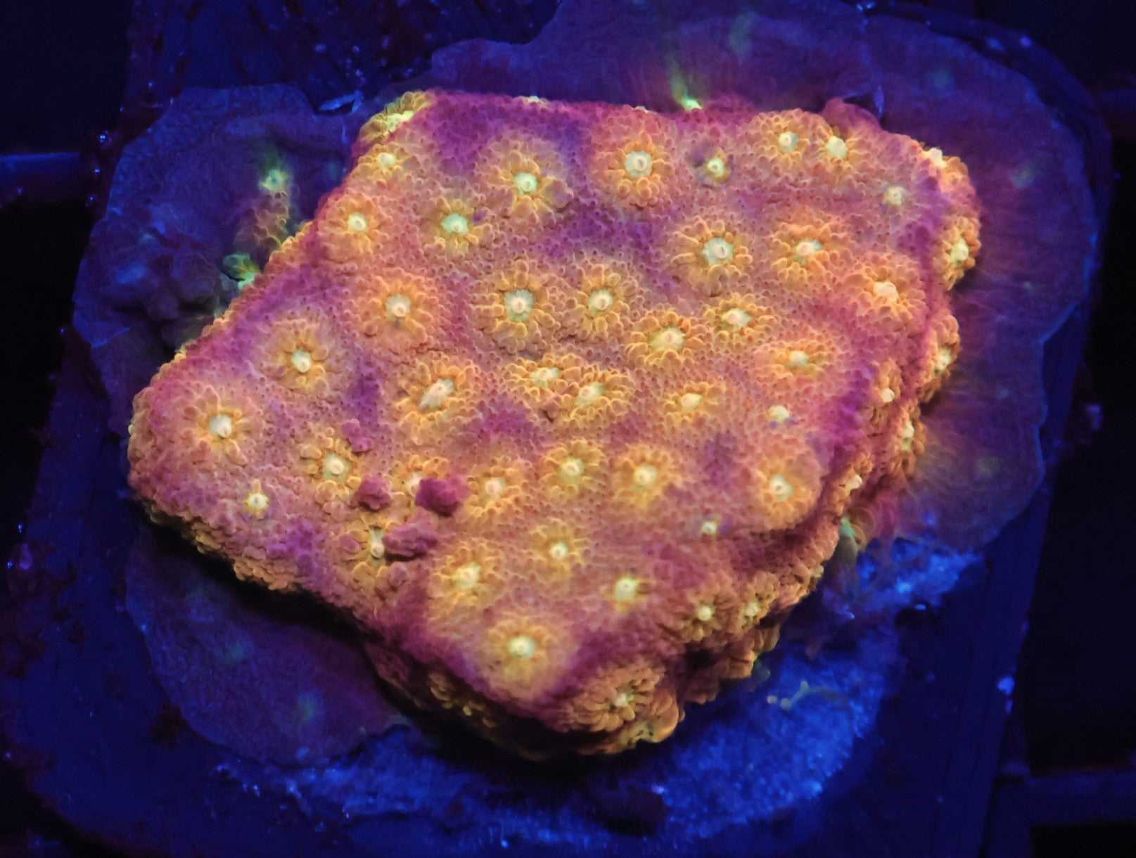 SDC Nutter Butter Cyphastrea
