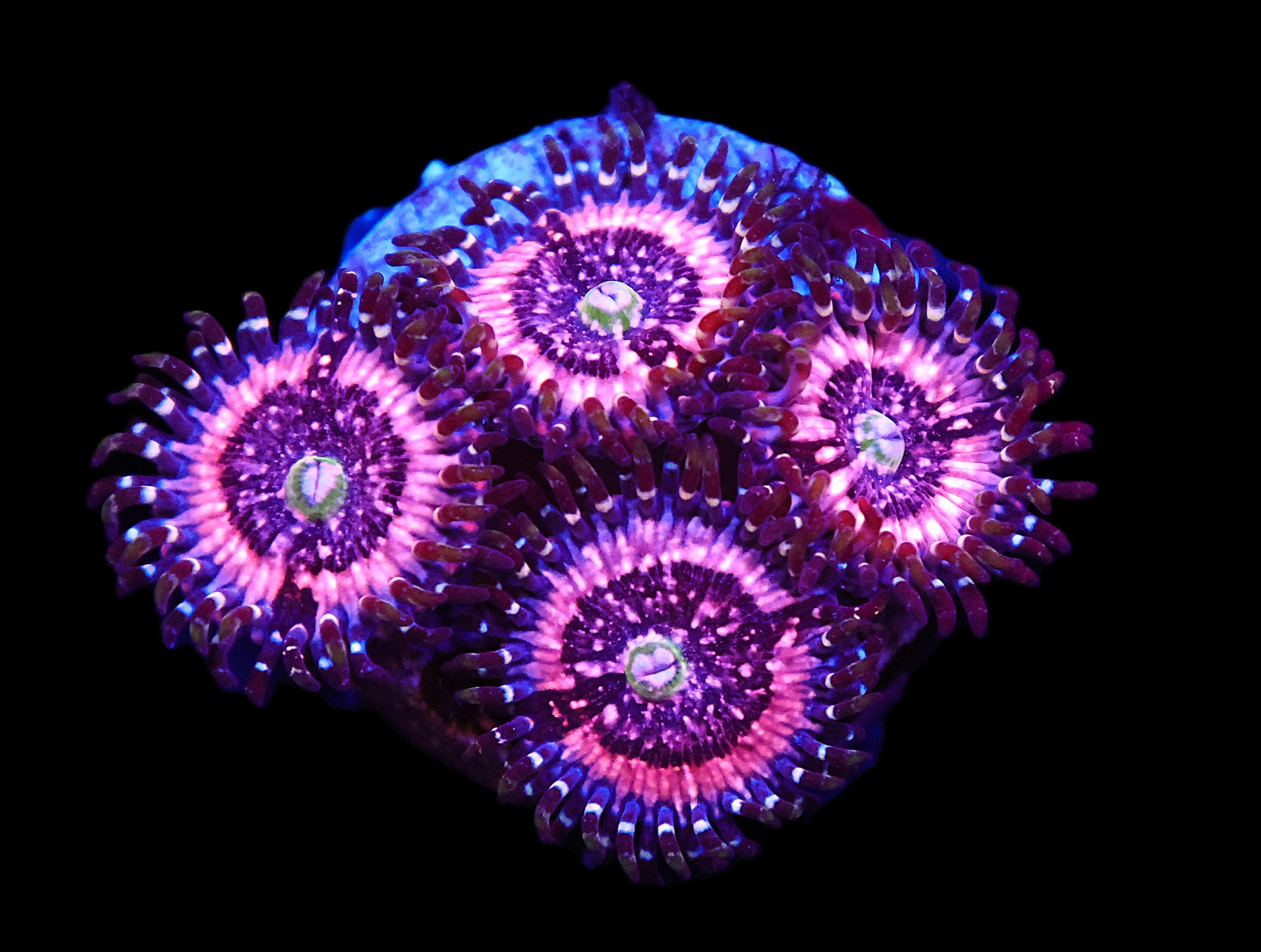 SDC Pink Zipper Zoa