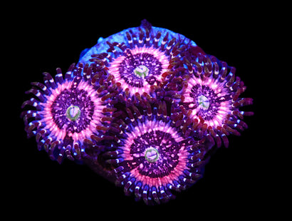 SDC Pink Zipper Zoa